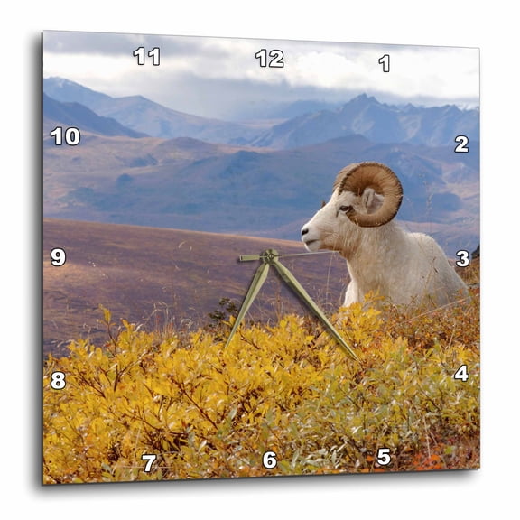 3drose, Dall Sheep Wildlife, Mt Margaret, Denali, Alaska - Us02 Ska3106 - Steve Kazlowski, 13x13 Wall Clock