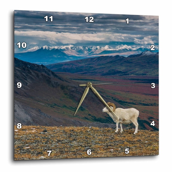 3drose, Dall Sheep on Ridge, Fall Tundra, Denali National Park, Alaska, Usa., 10x10 Wall Clock