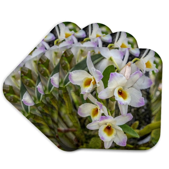 3drose, Dendrobium Orchid, Set of 4 Coasters - Soft