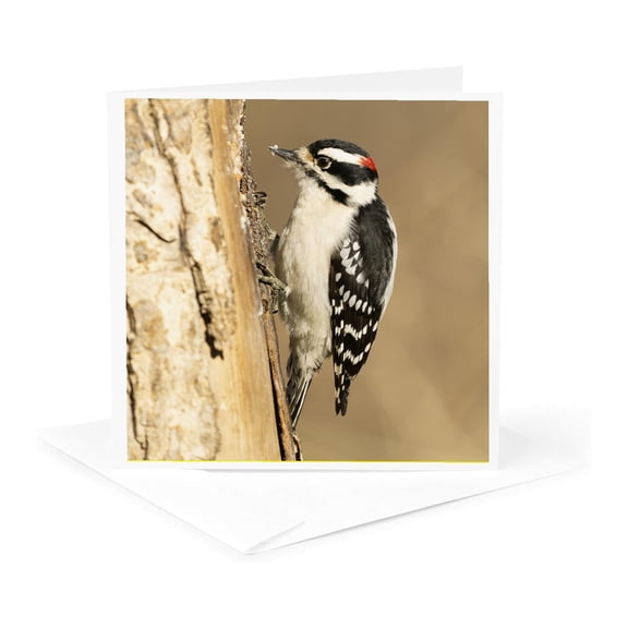 3drose, Eastern Bluebird Close-up, Central Pennsylvania, Usa., 1 Greeting Card with Envelope