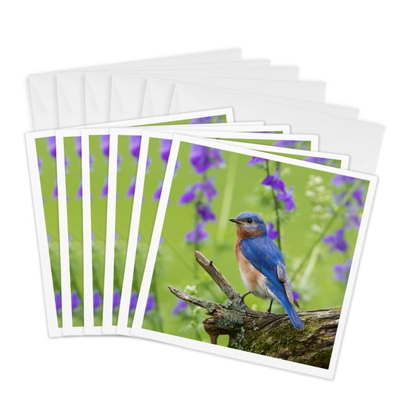 3drose, Eastern Bluebird, Sialia Sialis, Male in Flower Garden, Marion Co., Il, 6 Greeting Cards with Envelopes