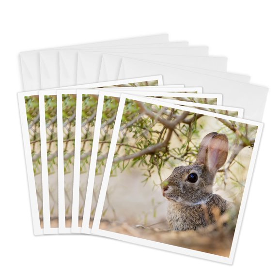 3drose, Eastern Cottontail Rabbit, Sylvilagus Floridanus, Resting in Shade, 6 Greeting Cards with Envelopes