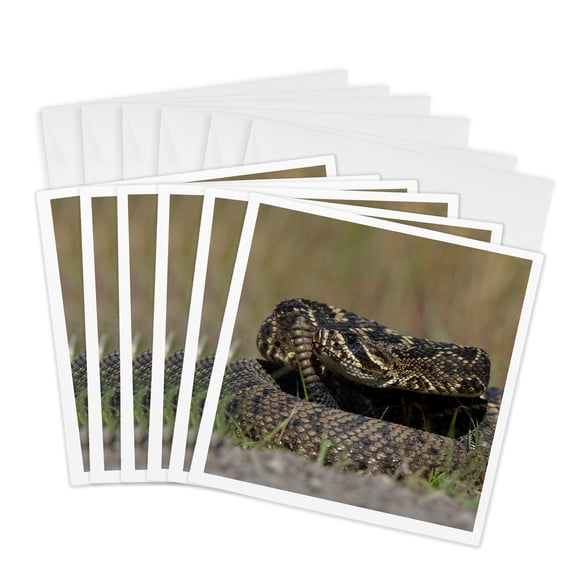3drose, Eastern Diamondback Rattlesnake Barrier Islands, Georgia, Usa, 6 Greeting Cards with Envelopes