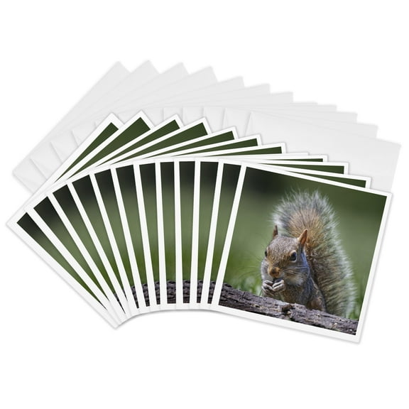3drose, Eastern Gray Squirrel, 12 Greeting Cards with Envelopes