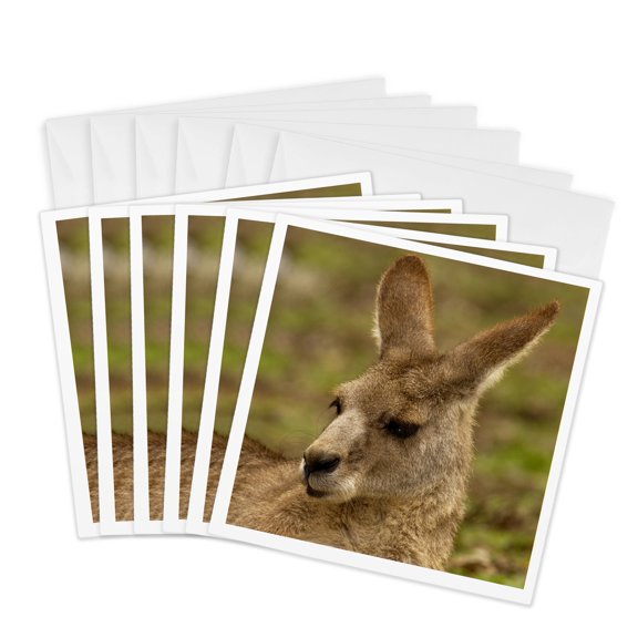3drose, Eastern Grey Kangaroo, Queensland, Australia-au01 Pox0161 - Pete Oxford, 6 Greeting Cards with Envelopes