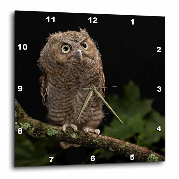 3drose, Eastern Screech-owl, Central Pennsylvania, 13x13 Wall Clock