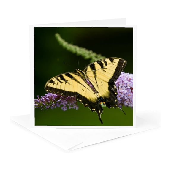 3drose, Eastern Tiger Swallowtail Butterfly on Butterfly Bush, Marion Co. Il, 1 Greeting Card with Envelope