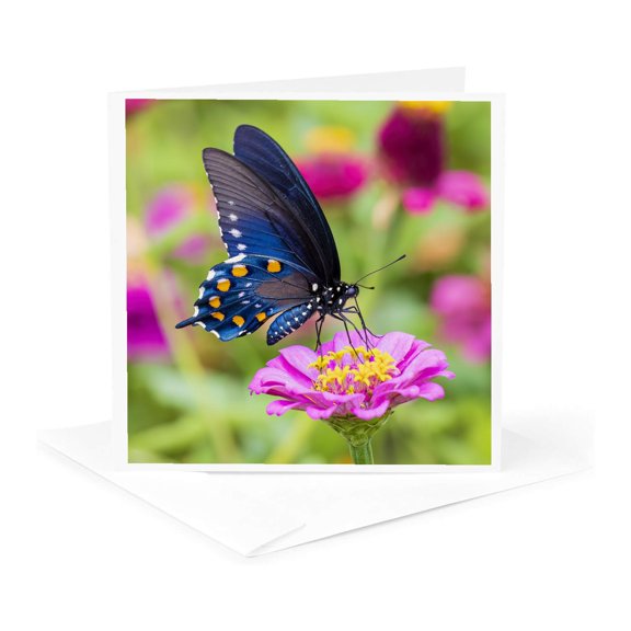 3drose, Eastern Tiger Swallowtail, Rock Cave Nature Preserve, Il., 1 Greeting Card with Envelope