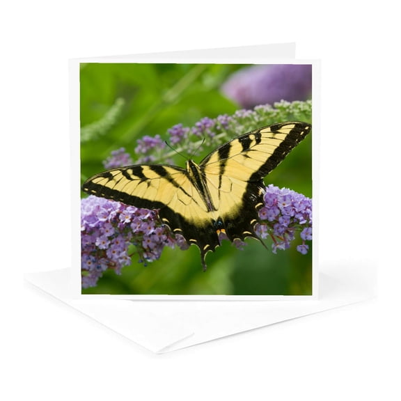 3drose, Eastern Tiger Swallowtail on Butterfly Bush, Marion, Illinois, Usa., 1 Greeting Card with Envelope