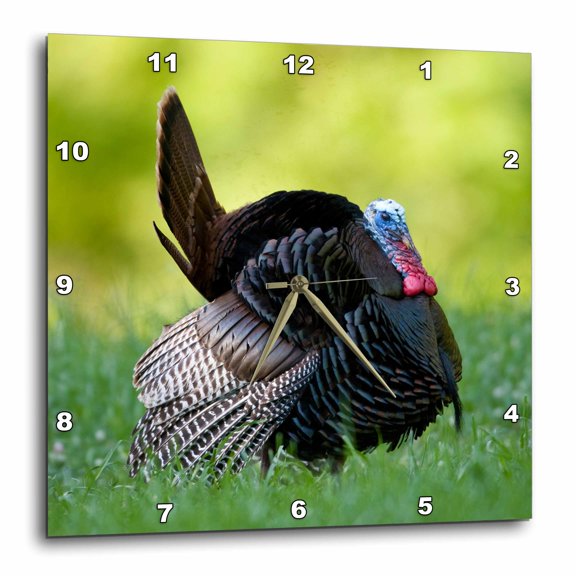3drose, Eastern Wild Turkey Gobbler Strutting in Field, Holmes Co. Ms, 10x10 Wall Clock