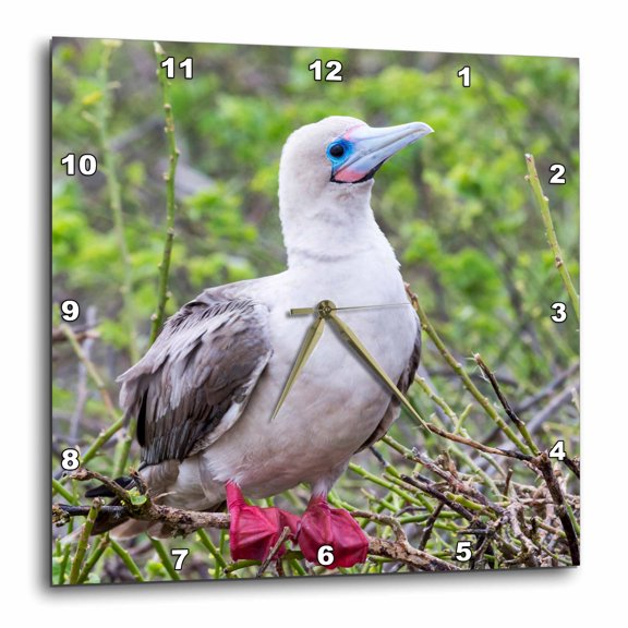 3drose, Ecuador, Galapagos, Darwin Bay Beach, Red-footed Booby Perching., 10x10 Wall Clock