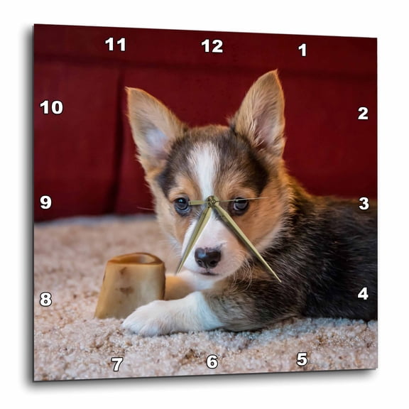3drose, Eight Week Old Corgi Puppy Resting on the Carpet Guarding His Bone., 10x10 Wall Clock