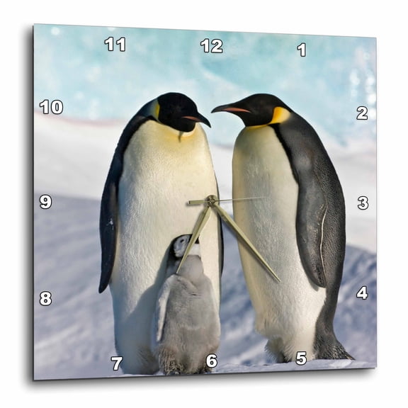 3drose, Emperor Penguin, Snow Hill Island, Antarctica-an02 Ksu0084 - Keren Su, 10x10 Wall Clock