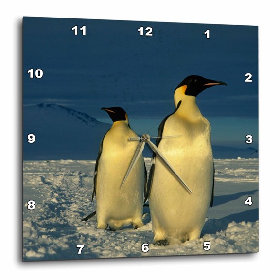 3drose, Emperor Penguins, Mt. Melbourne, Antarctica-an02 Ksc0016 - Kevin Schafer, 10x10 Wall Clock