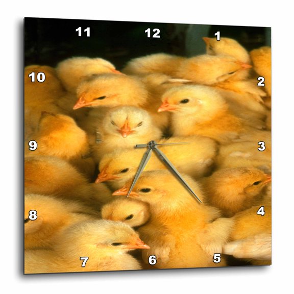 3drose, Farm Cute Baby Yellow Spring Chicks, 15x15 Wall Clock