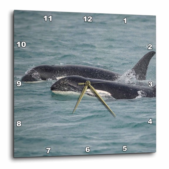 3drose, Fast Swimming Orcas Make Their Way Along Icy Strait., 15x15 Wall Clock