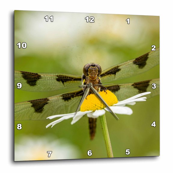 3drose, Female Blue Dasher Dragonfly on Daisy, Kentucky, 15x15 Wall Clock