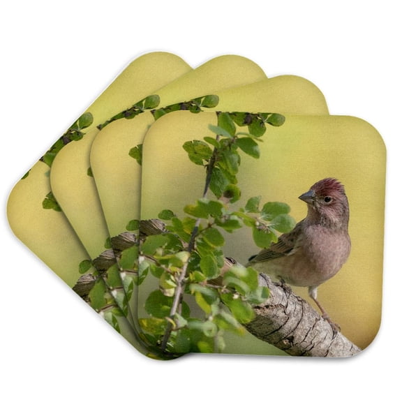 3drose, Female Rufous Hummingbird in Flight, East Mountain Backyard, Nm, Set of 4 Coasters - Soft