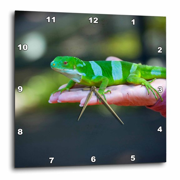 3drose, Fiji Banded Iguana Lizard, Vitu Levu, Fiji - Oc01 Dpb0260 - Douglas Peebles, 10x10 Wall Clock