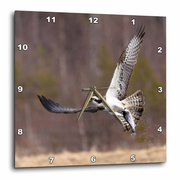 3drose, Finland, Osprey Catches a Fish in a Local Pond and Flies Away with It, 15x15 Wall Clock