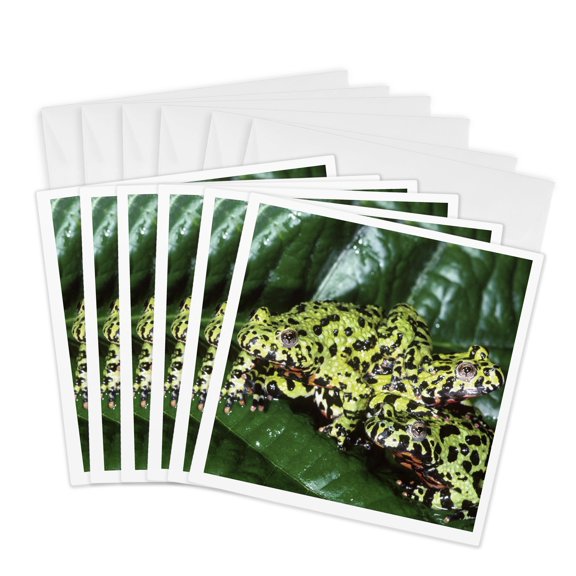 3drose, Fire Belly Toad, Native to China - Na02 Dno0111 - David Northcott, 6 Greeting Cards with Envelopes