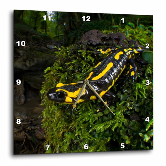 3drose, Fire Salamander Lizard, Switzerland - Eu29 Amr0006 - Andres Morya Hinojosa, 10x10 Wall Clock