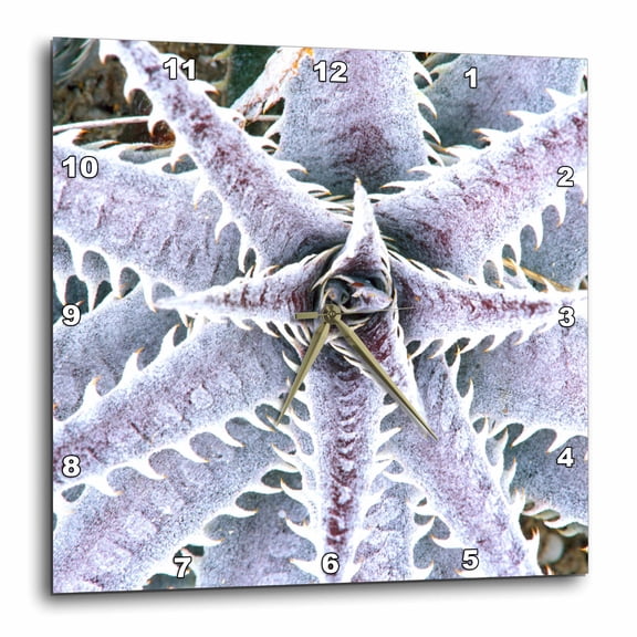 3drose, Fl, Naples Botanical Garden, Silver Dyckia Succulent - Us10 Rti0059 - Rob Tilley, 15x15 Wall Clock