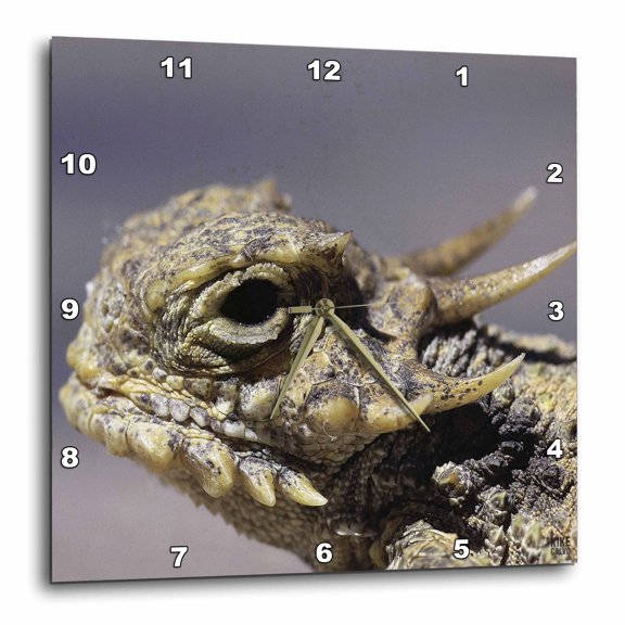 3drose, Flat-tailed Horned Lizard, Phrynosoma Mcalli, 10x10 Wall Clock