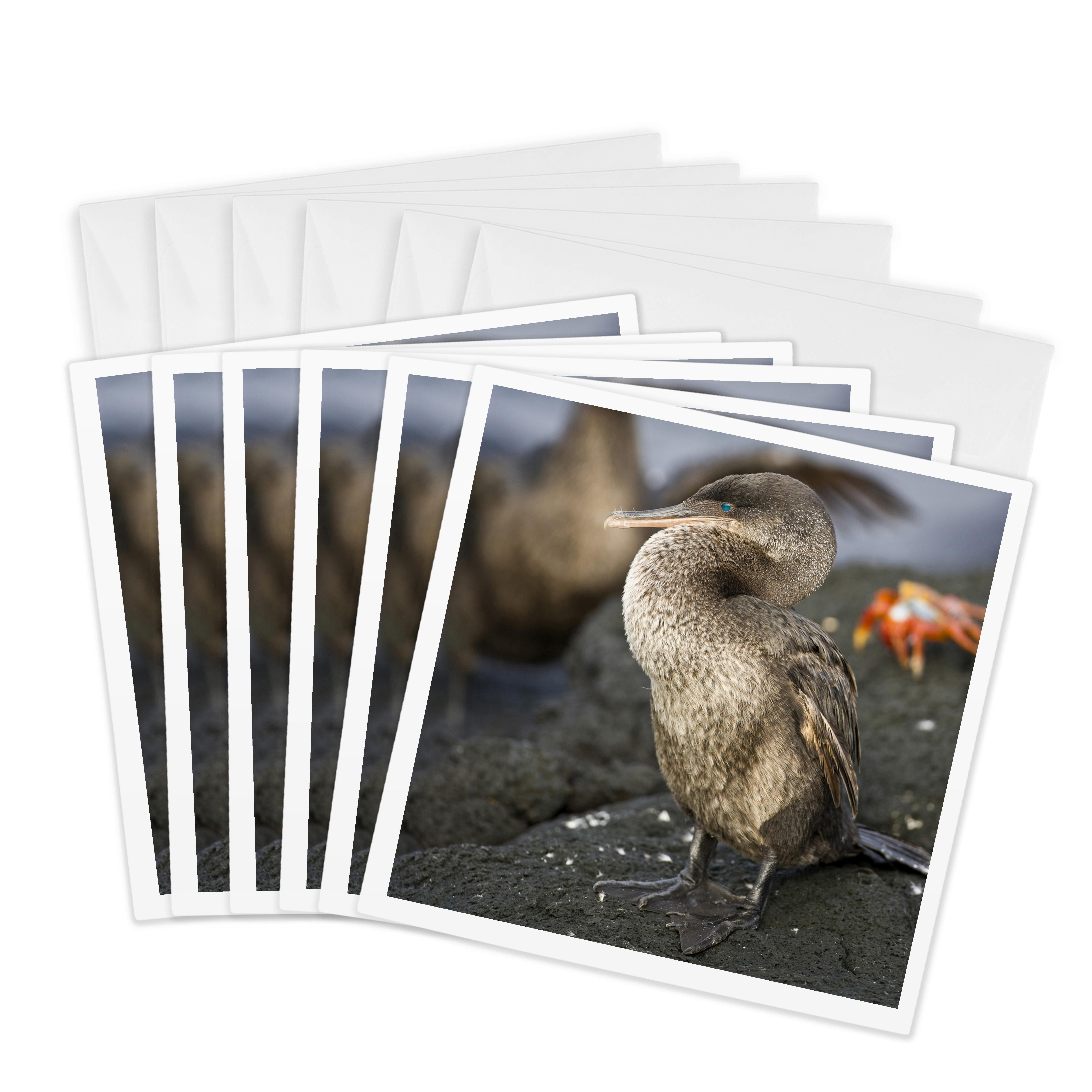 3drose, Flightless Cormorant, Galapagos Islands - Sa07 Rbe0070 - Ralph ...