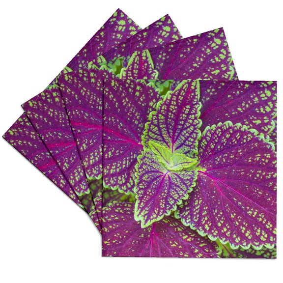 3drose, Florida. Coleus., Set of 4 Ceramic Tile Coasters