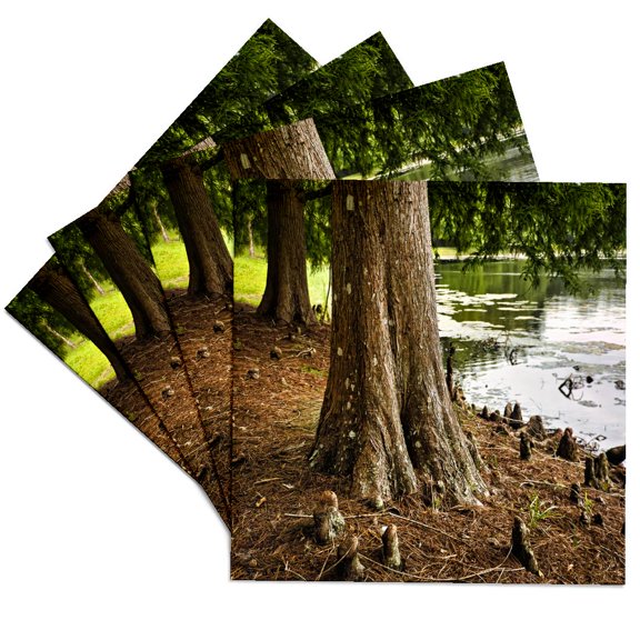 3drose, Florida Cypress Tree, Set of 4 Ceramic Tile Coasters