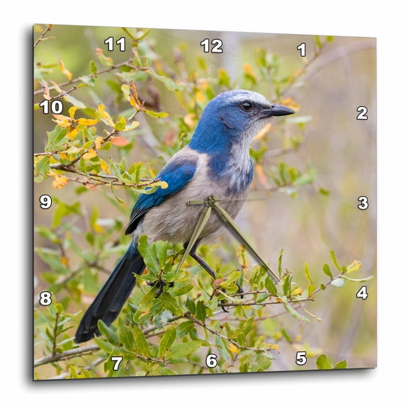 3drose, Florida Scrub-jay, Cruickshank Sanctuary. Brevard County, Florida., 15x15 Wall Clock
