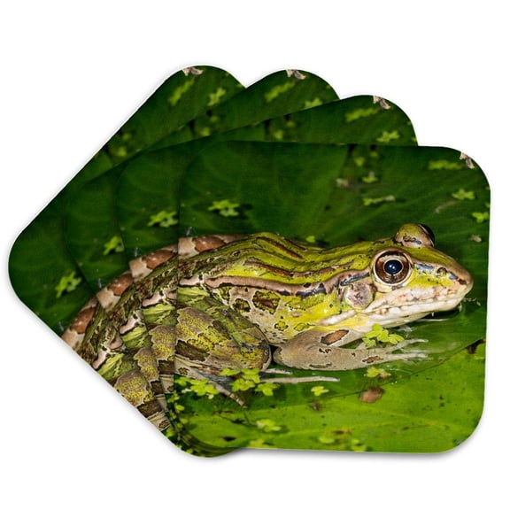 3drose, Forrers Grass Frog, Forrers Leopard Frog, Costa Rica, Set of 4 Coasters - Cork