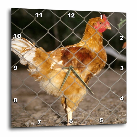 3drose, France, Averyon, Ste Eulalie, Chicken, Farm Animal - Eu09 ...