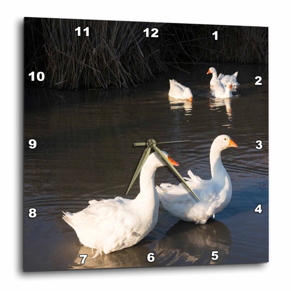 3drose, Free Range Domestic Goose, Swimming on a Pond. Hungary, 10x10 Wall Clock