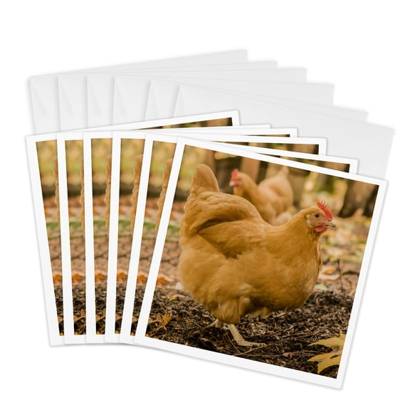 3drose, Free-ranging Buff Orpington Chickens., 6 Greeting Cards with Envelopes