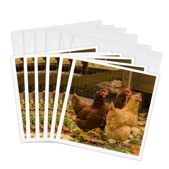 3drose, Free-ranging Buff Orpington and Rhode Island Red Chickens, 6 Greeting Cards with Envelopes