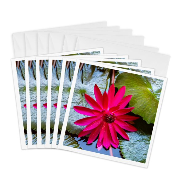 3drose, French Polynesia, Moorea. Lotus Blossom and Pads Closeup., 6 Greeting Cards with Envelopes