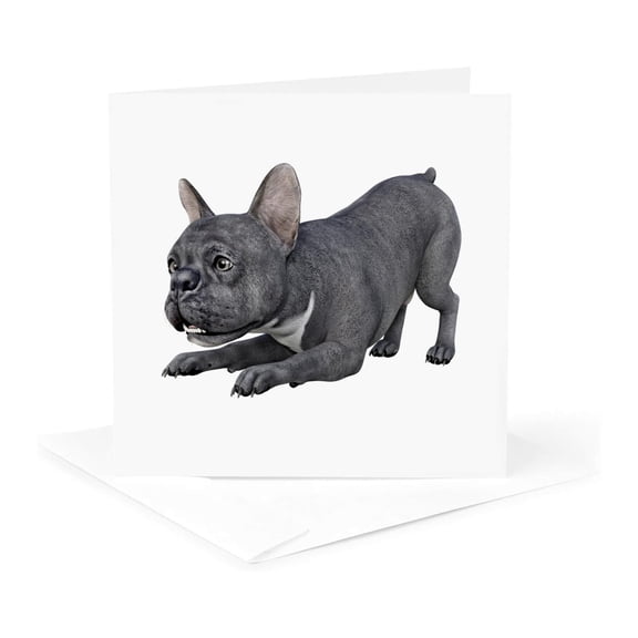 3drose, Frenchie Bulldog Blue and White Playing and Looking Right, 1 Greeting Card with Envelope