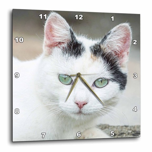 3drose, Funny Close up View of Cat Pet Kitten Animal, 15x15 Wall Clock