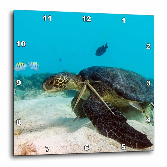 3drose, Galapagos Green Sea Turtle Underwater, Galapagos, Ecuador., 15x15 Wall Clock