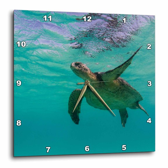 3drose, Galapagos Green Sea Turtle Underwater Swim, Galapagos, Ecuador., 15x15 Wall Clock