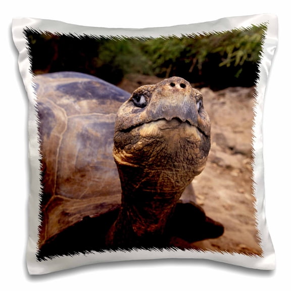 3drose, Galapagos Islands. Giant Tortoise - Sa07 Swe0201 - Stuart Westmorland, 16x16 inch Pillow Case