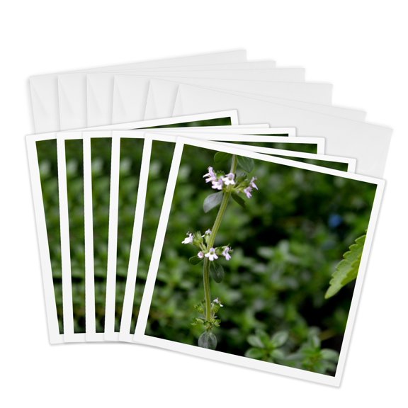 3drose, Garden Flowers from a Patch of Thyme Herb, 6 Greeting Cards with Envelopes