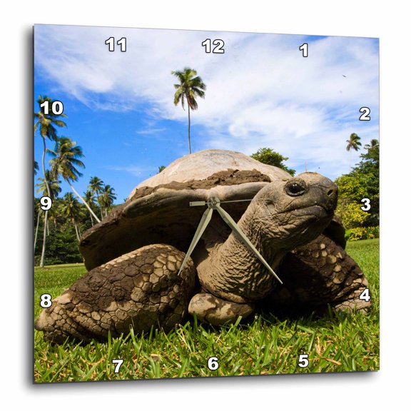 3drose, Giant Tortoise, Fregate Island, Seychelles-af39 Awr0010 - Alison Wright, 15x15 Wall Clock