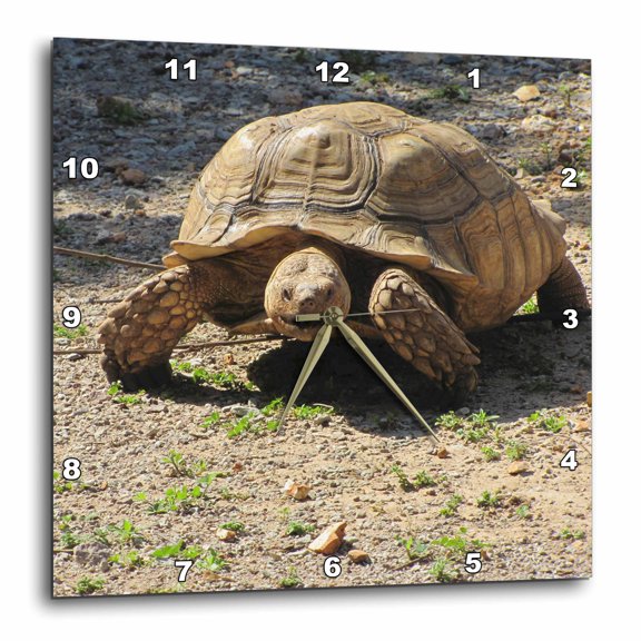 3drose, Giant Turtle, 15x15 Wall Clock
