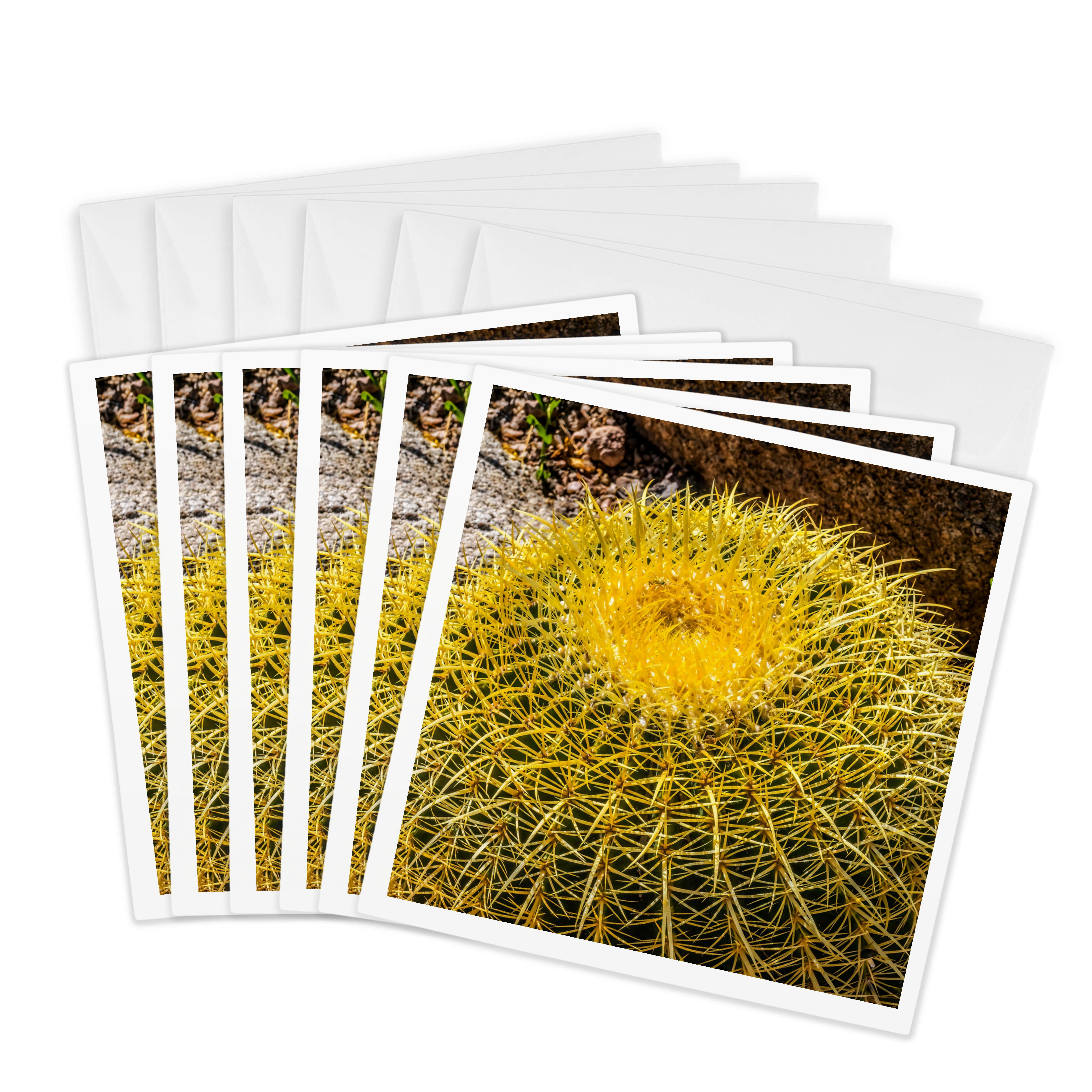 3drose, Golden Barrel Cactus Bloom, Desert Botanical Garden, Phoenix ...