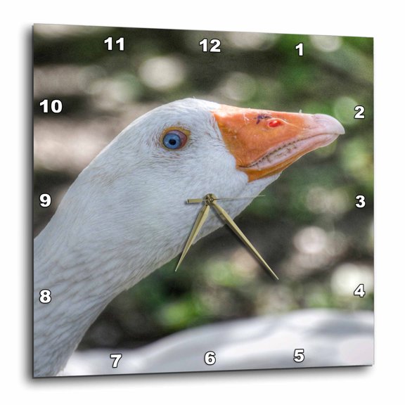 3drose, Goose with Blue Eye,, 10x10 Wall Clock