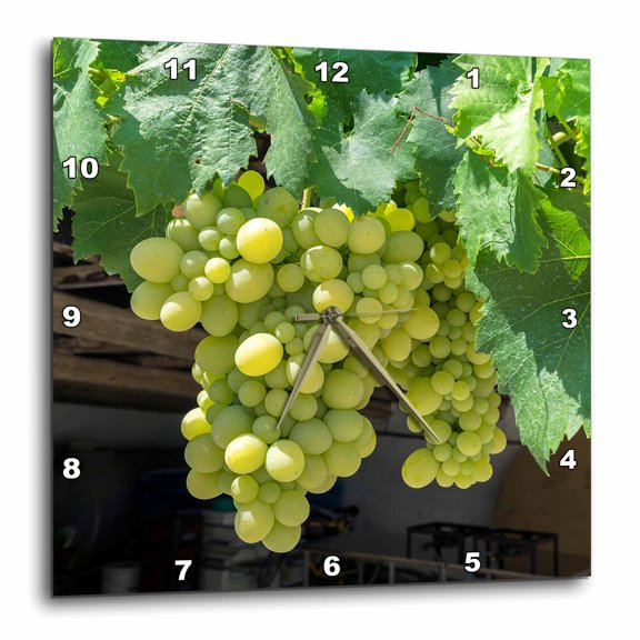 3drose, Grapevine, Locorotundo, Italy, Europe, 10x10 Wall Clock