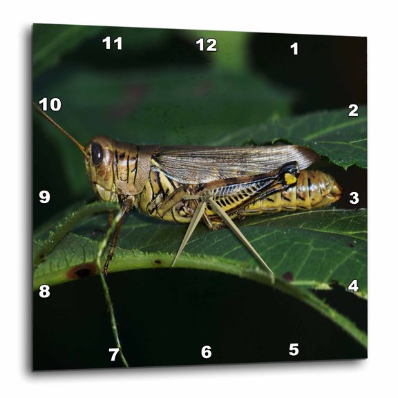 3drose, Grasshopper on a Leaf, 15x15 Wall Clock